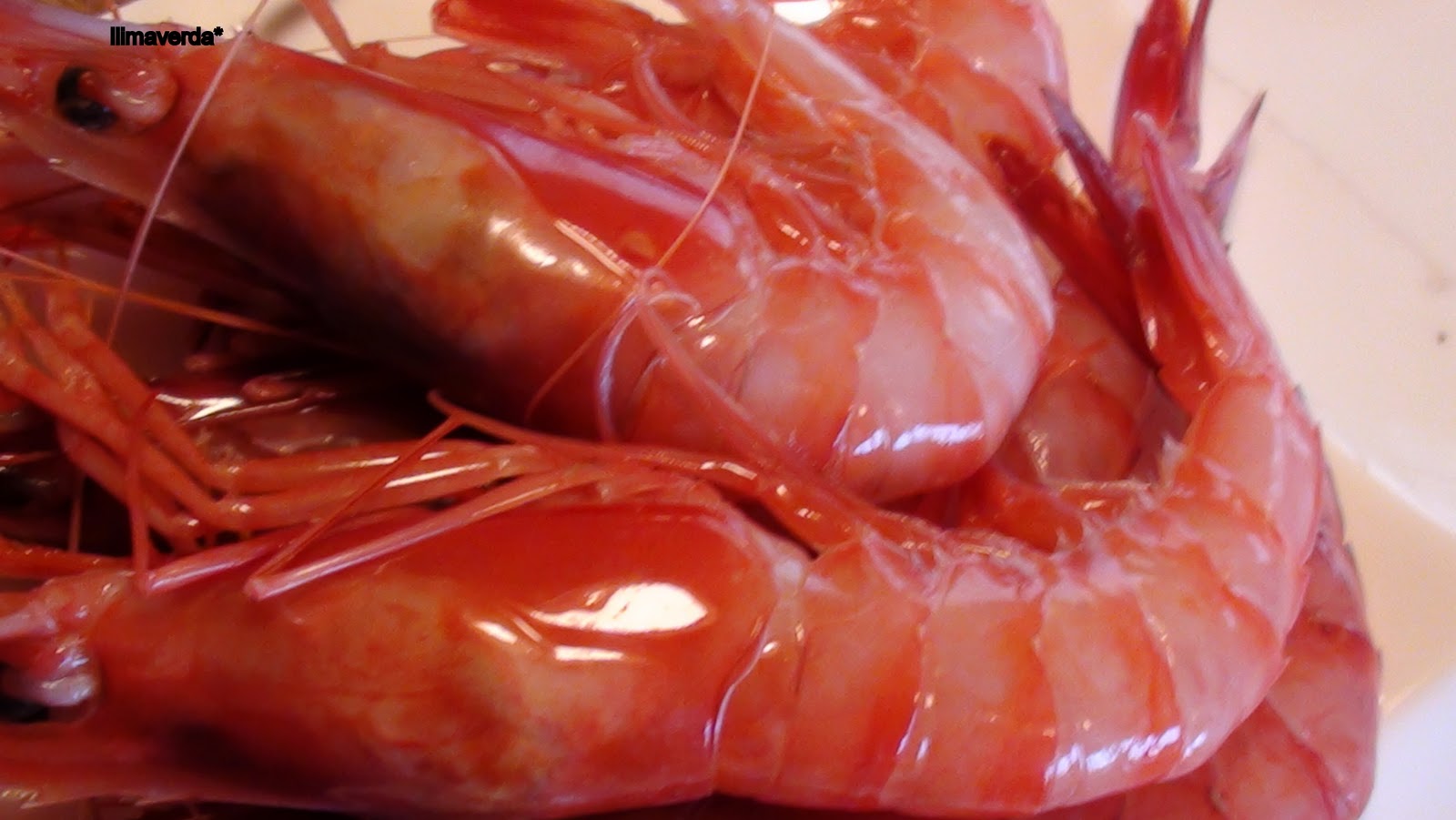 LA BANDA SONORA DE LA GAMBA ROJA DE DENIA